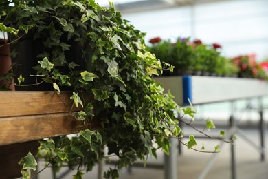 Beautiful ivy on wooden table in garden center, closeup. Space for text