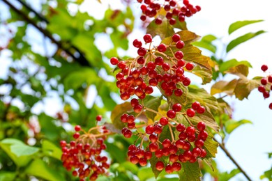Photo of Beautiful Viburnum shrub with bright berries growing outdoors, closeup