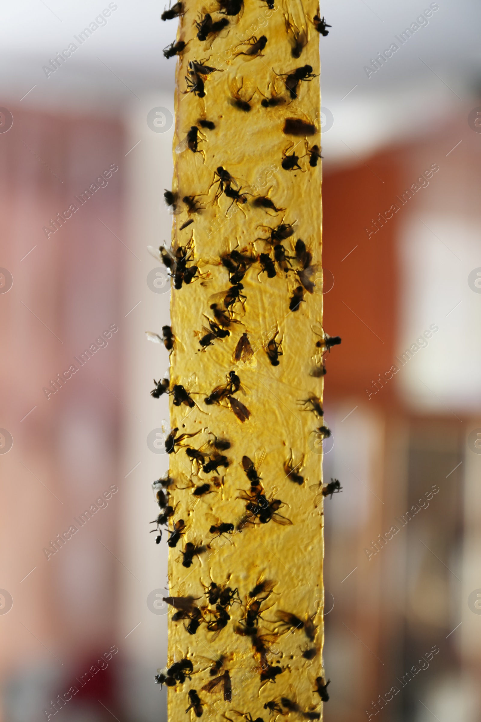 Photo of Sticky insect tape with dead flies on blurred background, closeup