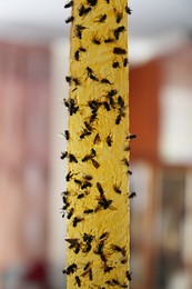 Photo of Sticky insect tape with dead flies on blurred background, closeup