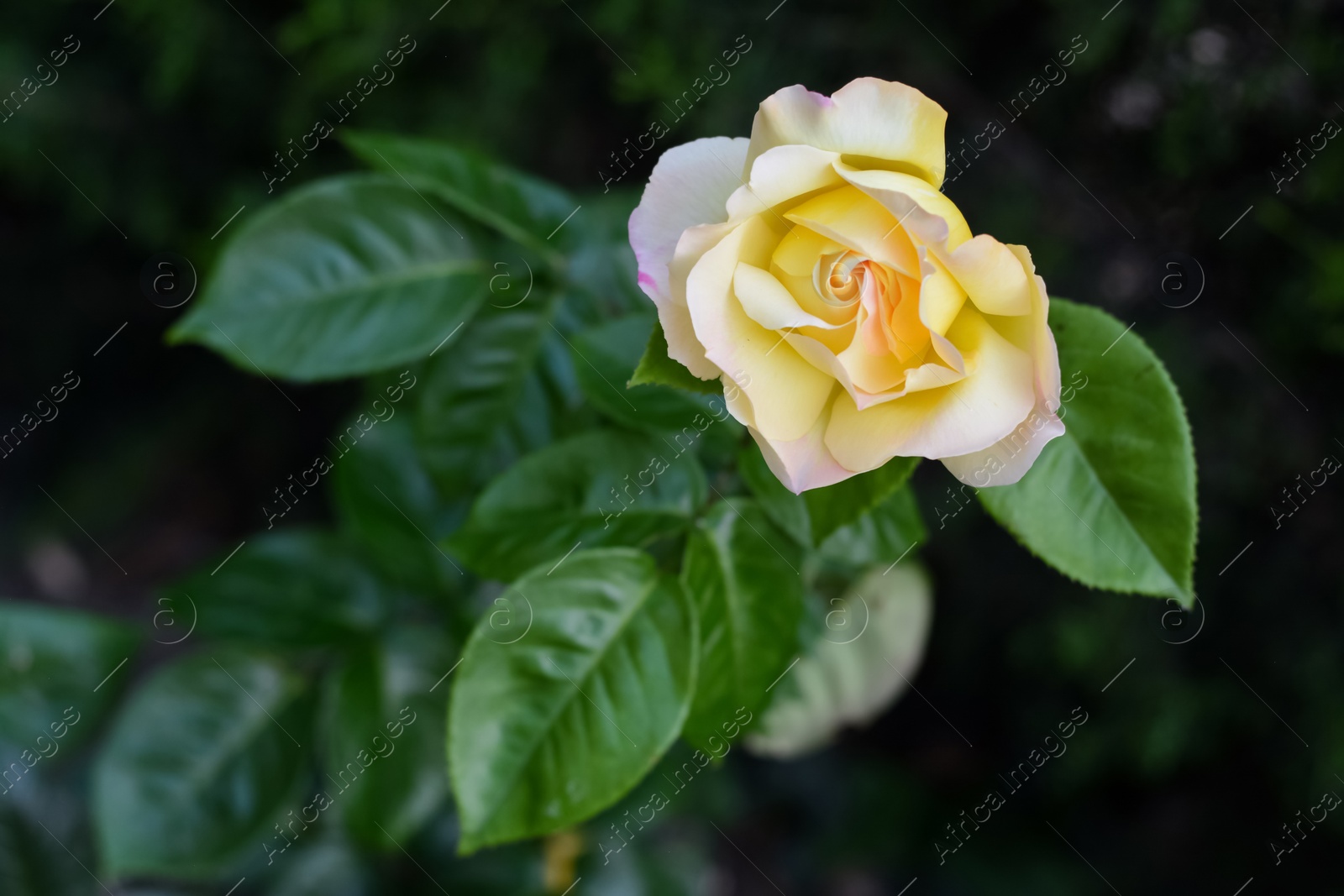 Photo of Beautiful yellow rose flower blooming outdoors, closeup. Space for text