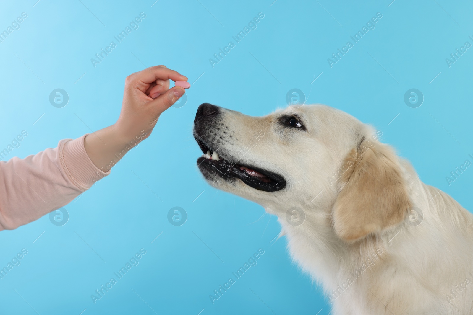 Photo of Woman giving pill to cute Labrador Retriever dog on light blue background, closeup