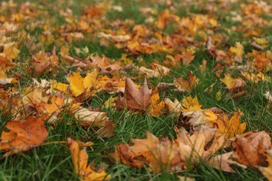 Photo of Dry leaves on green grass in autumn, closeup
