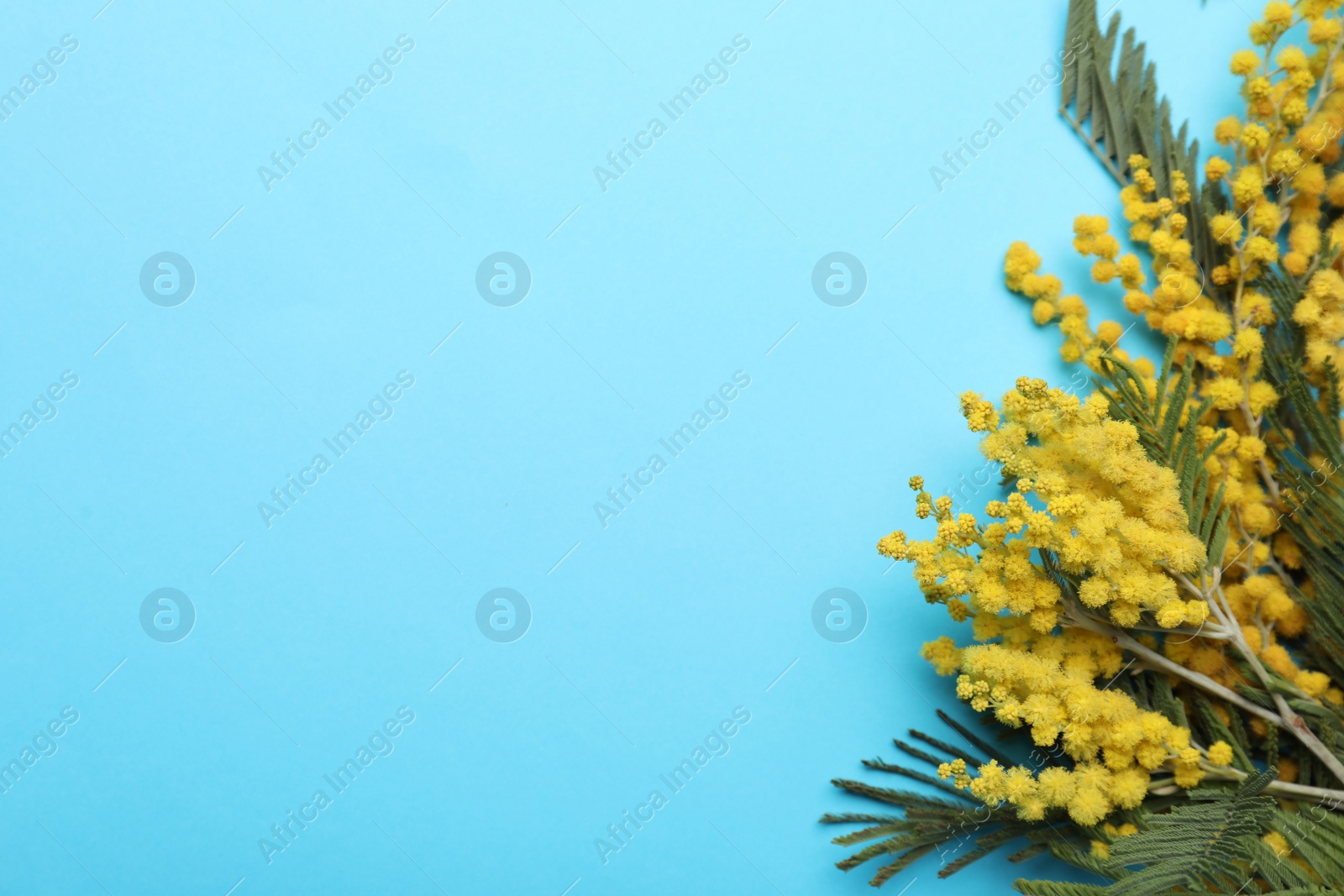 Photo of Beautiful floral composition with mimosa flowers on light blue background, flat lay. Space for text