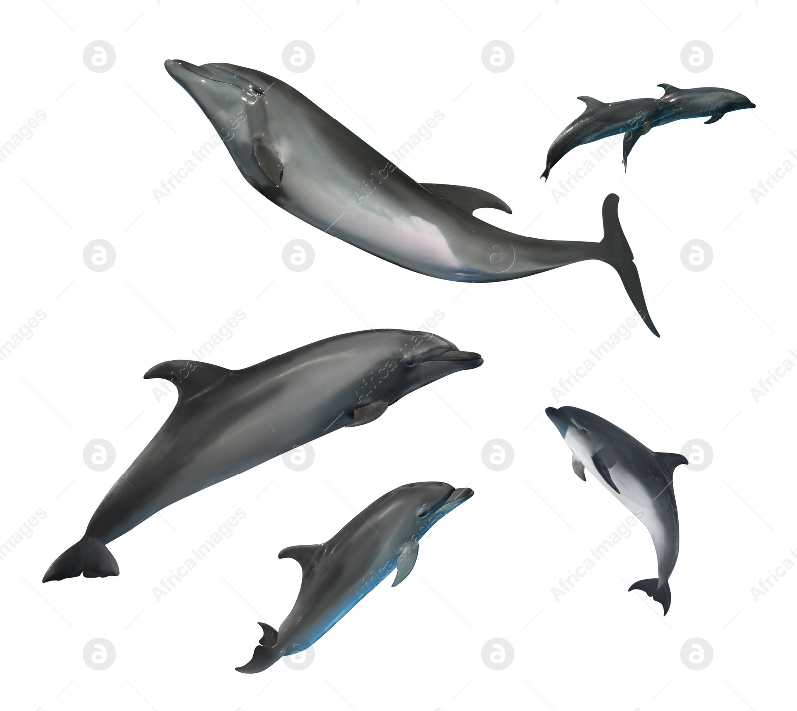 Image of Beautiful grey bottlenose dolphins on white background, collage