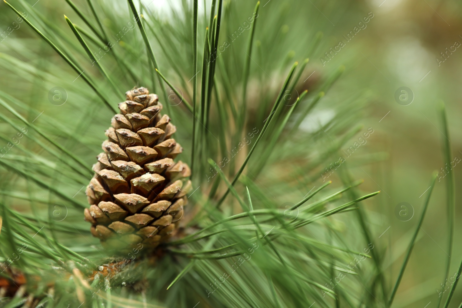 Photo of Cone growing on pine branch outdoors, closeup