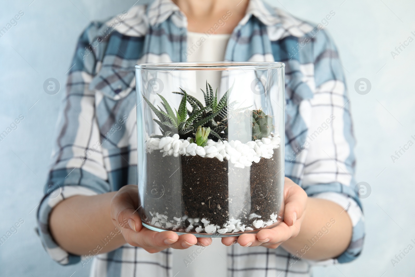 Photo of Young woman holding florarium with different succulents on color background, closeup