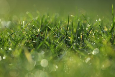 Beautiful green grass with dew on nice sunny morning, closeup