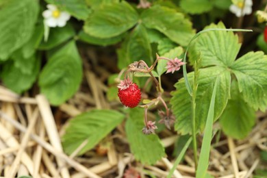Photo of Ripe wild strawberry growing outdoors. Seasonal berries