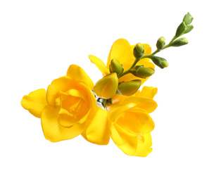 Photo of Beautiful yellow freesia flowers on white background