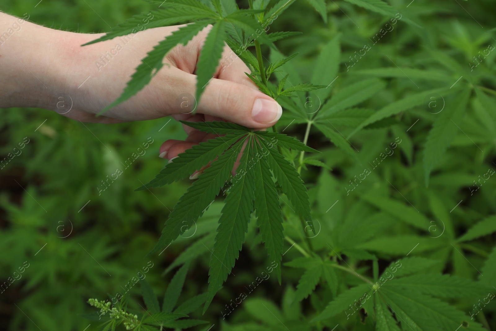 Photo of Woman holding green organic hemp outdoors, closeup