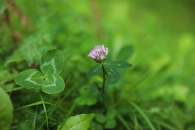Photo of Meadow with green grass and blooming clover, closeup