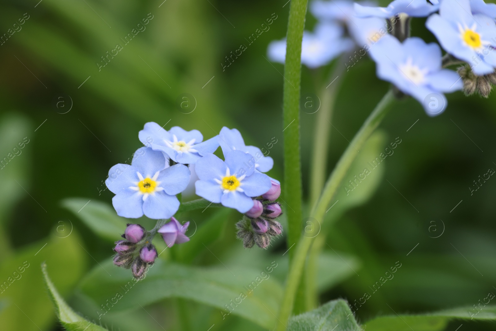 Photo of Beautiful forget-me-not flowers growing outdoors, closeup. Spring season