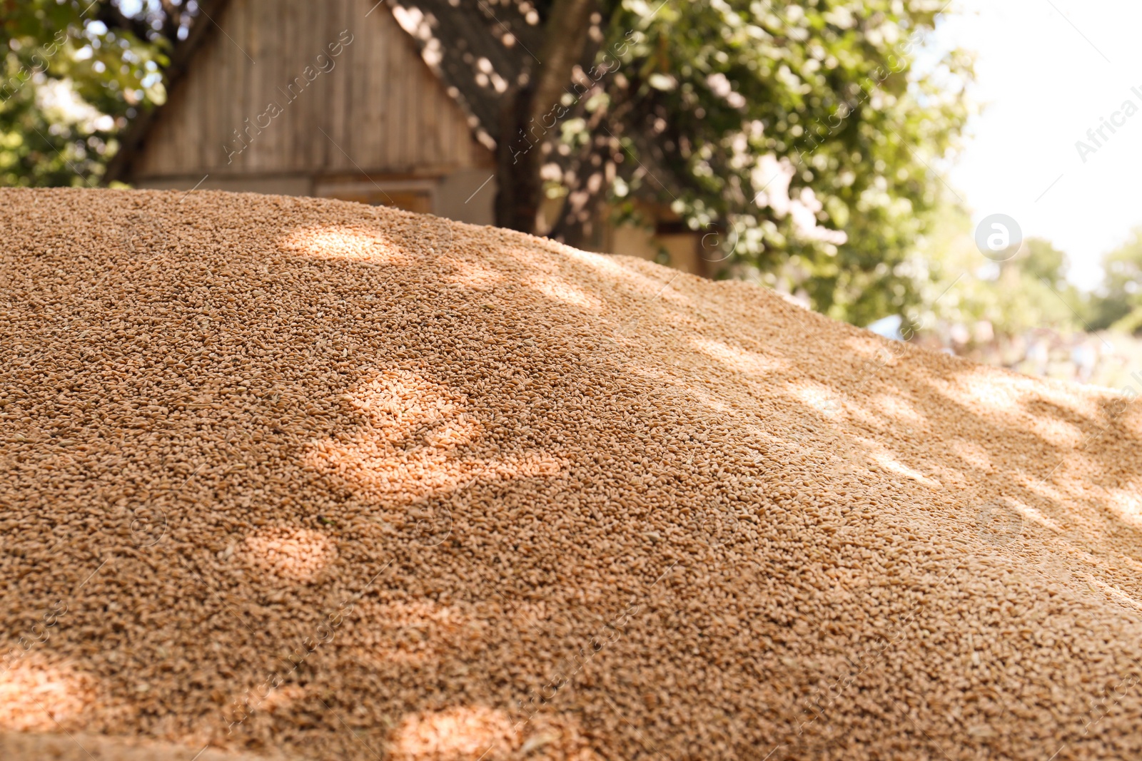 Photo of Pile of wheat grains outdoors, closeup view