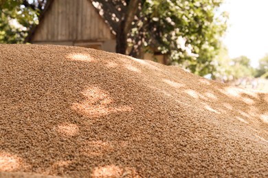 Photo of Pile of wheat grains outdoors, closeup view