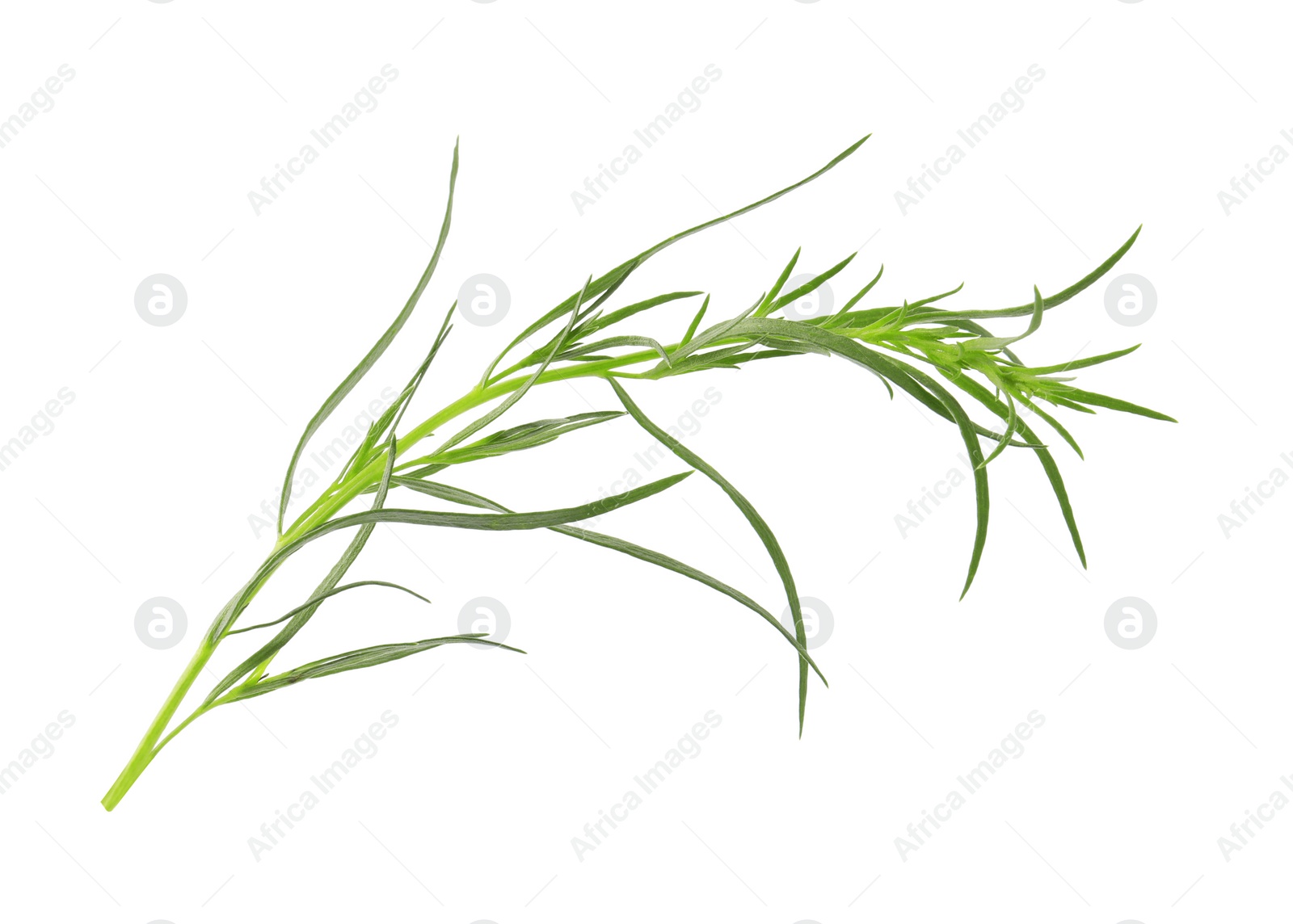 Photo of One sprig of fresh tarragon on white background