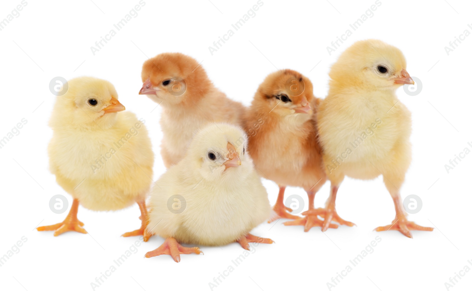 Photo of Many cute fluffy chickens on white background