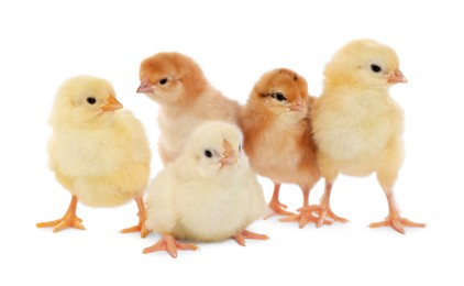 Photo of Many cute fluffy chickens on white background