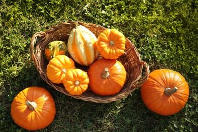 Fresh ripe orange pumpkins on green grass, above view