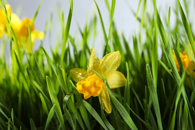 Bright spring grass and daffodils with dew, closeup