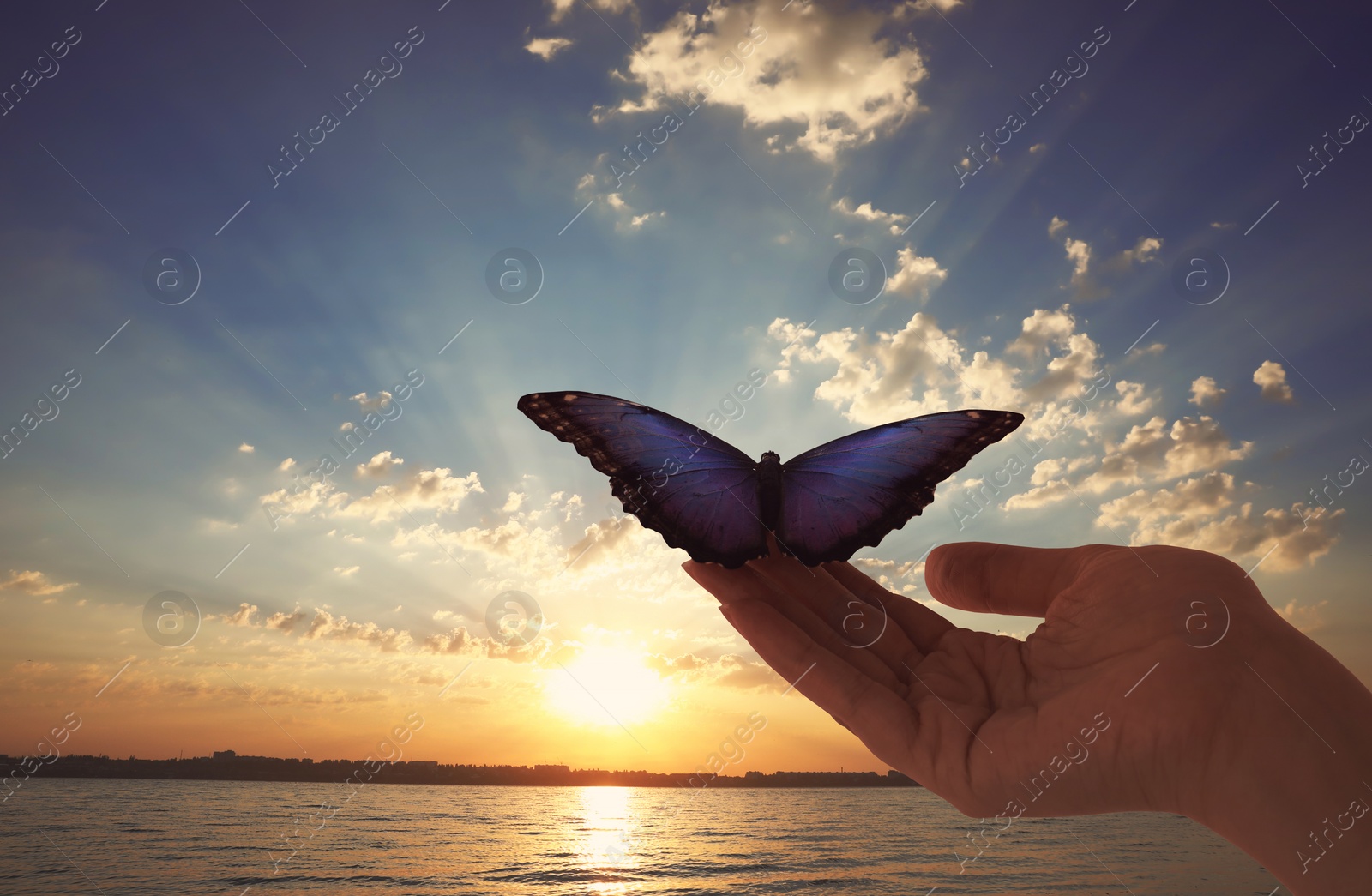 Image of Woman holding beautiful morpho butterfly at sunset, closeup