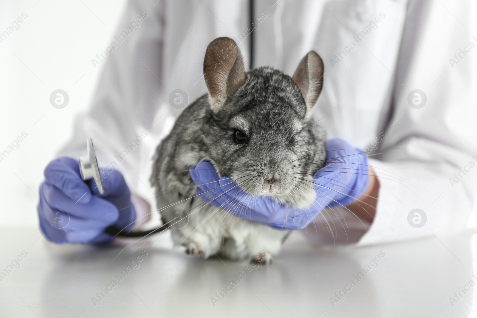 Photo of Veterinarian doctor examining cute chinchilla with stethoscope at white table, closeup