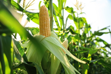 Ripe corn cobs in field on sunny day