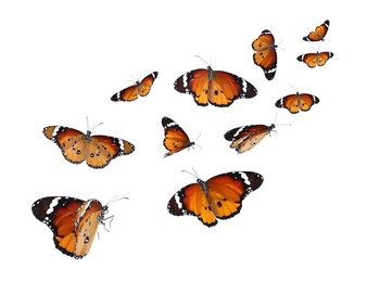 Image of Amazing plain tiger butterflies flying on white background