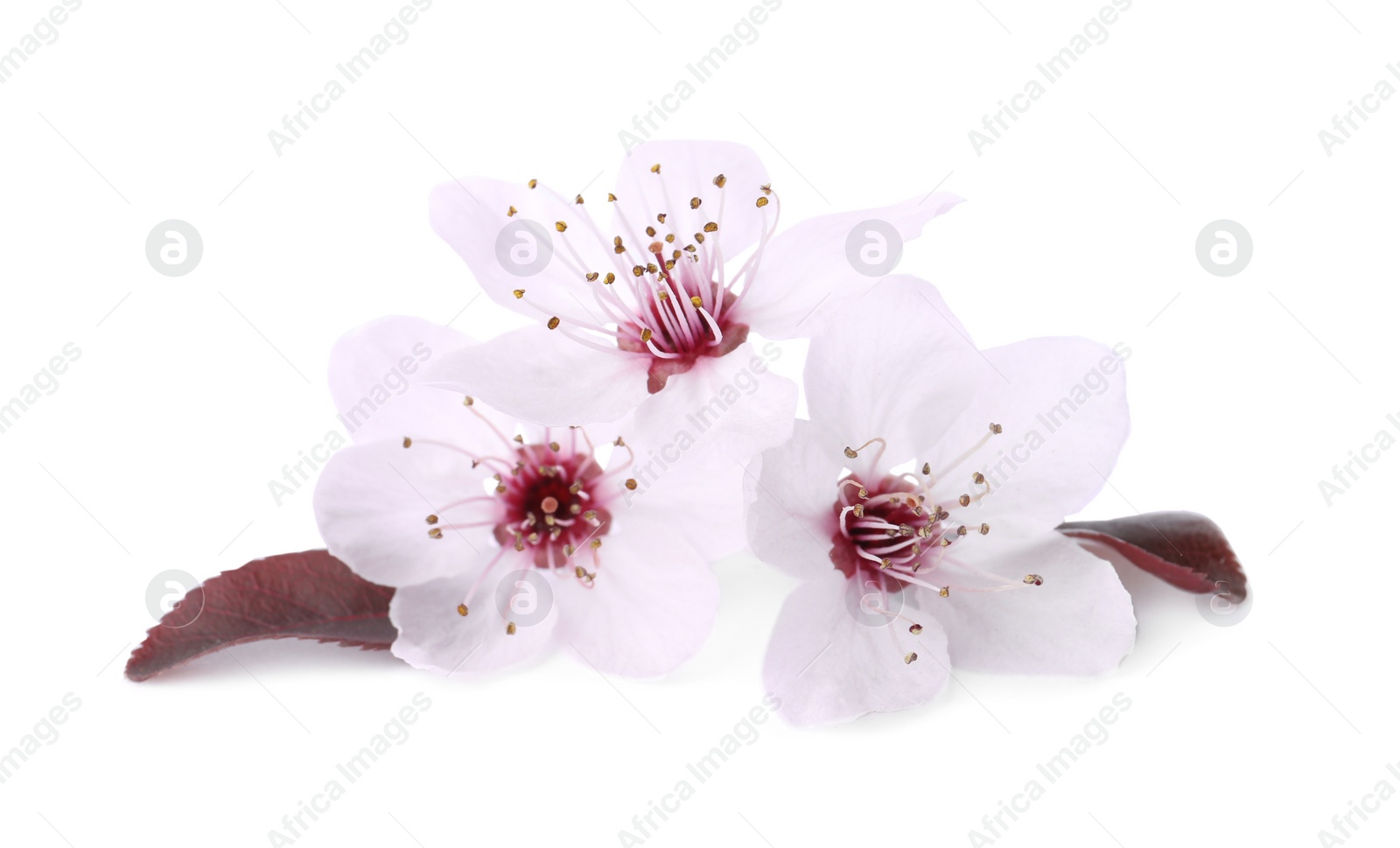 Photo of Beautiful plum blossom isolated on white. Spring season