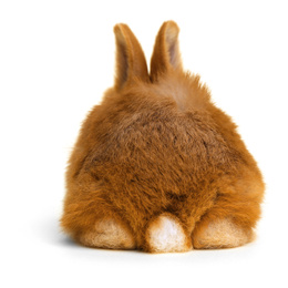 Image of Adorable fluffy Easter bunny on white background, back view