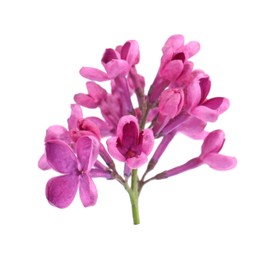 Photo of Beautiful fragrant lilac flowers on white background