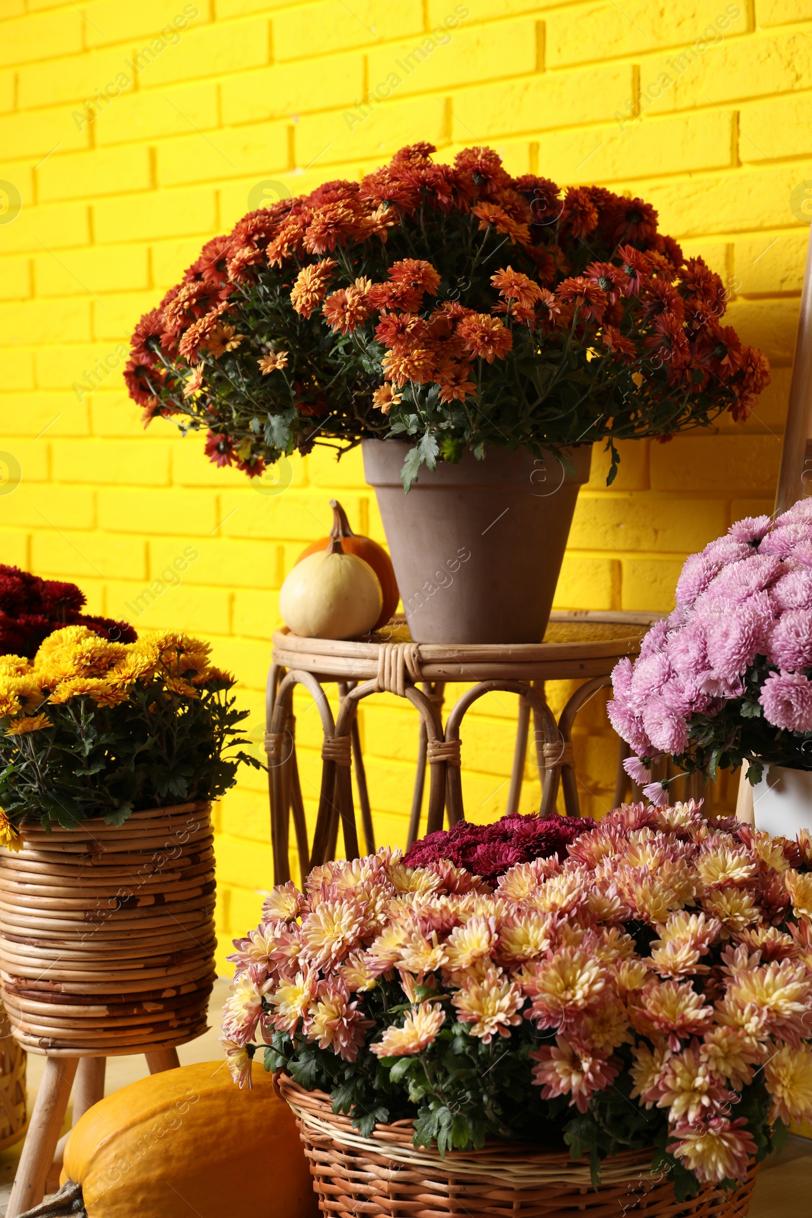 Photo of Beautiful potted fresh chrysanthemum flowers and pumpkins near yellow brick wall