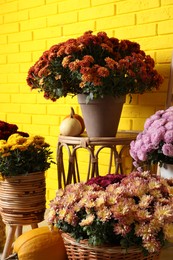 Photo of Beautiful potted fresh chrysanthemum flowers and pumpkins near yellow brick wall