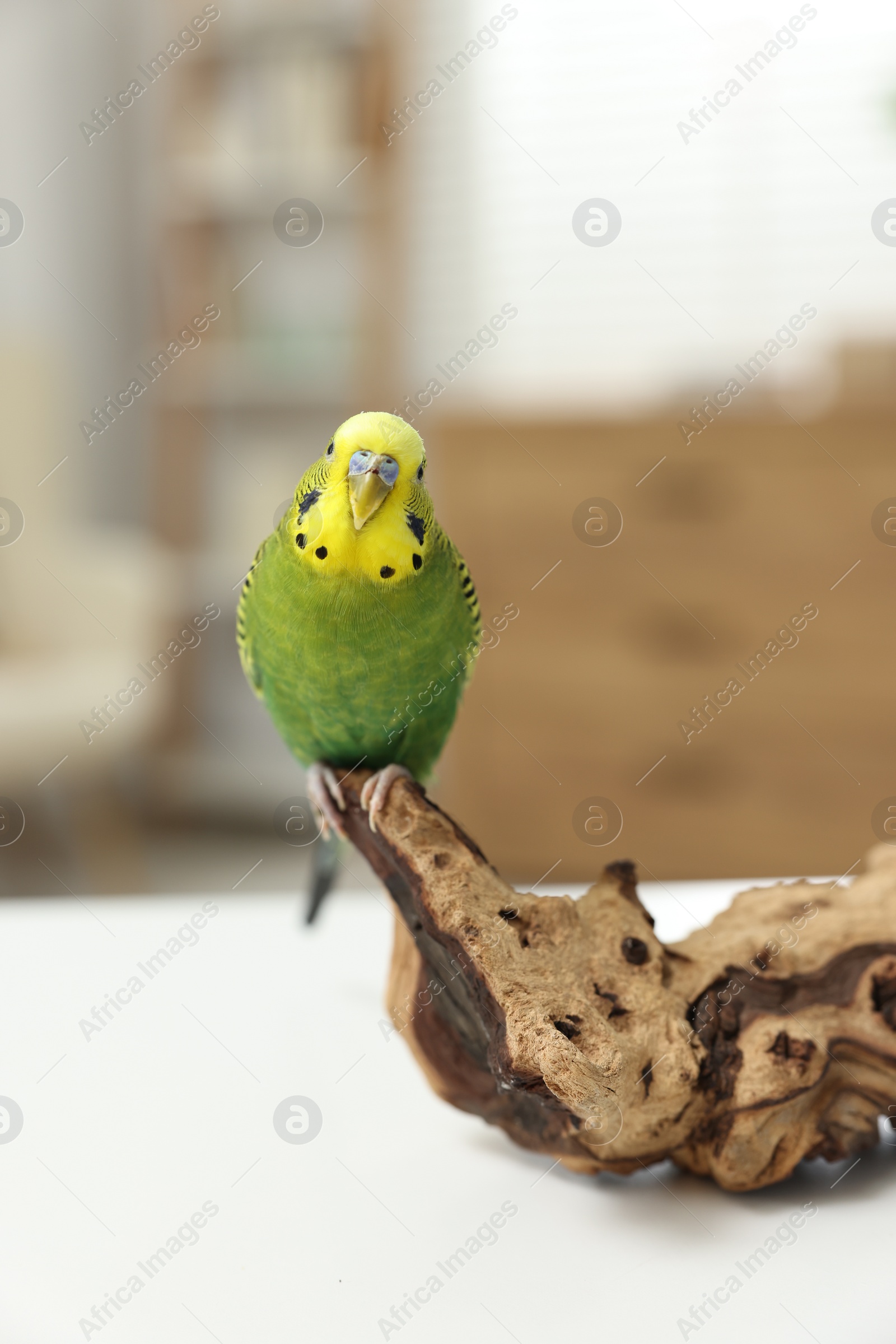 Photo of Pet parrot. Beautiful budgerigar siting on snag on table indoors