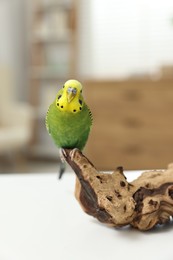 Pet parrot. Beautiful budgerigar siting on snag on table indoors