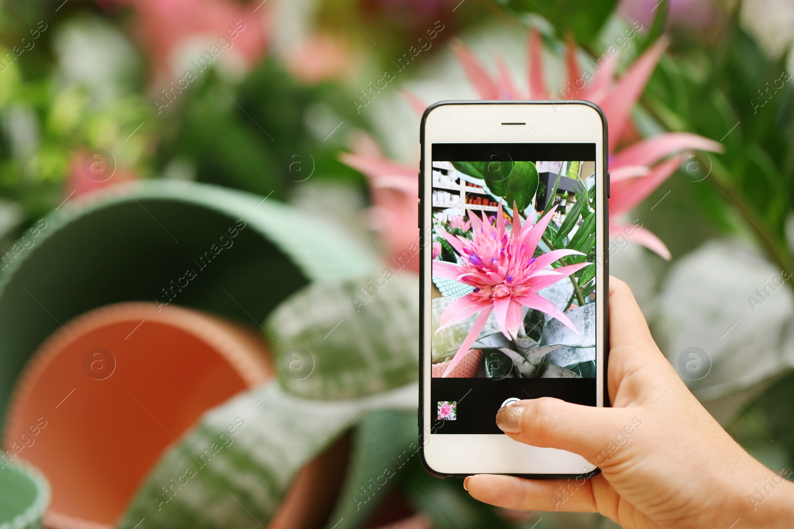 Photo of Woman taking photo of blooming aechmea flower, closeup. Tropical plant