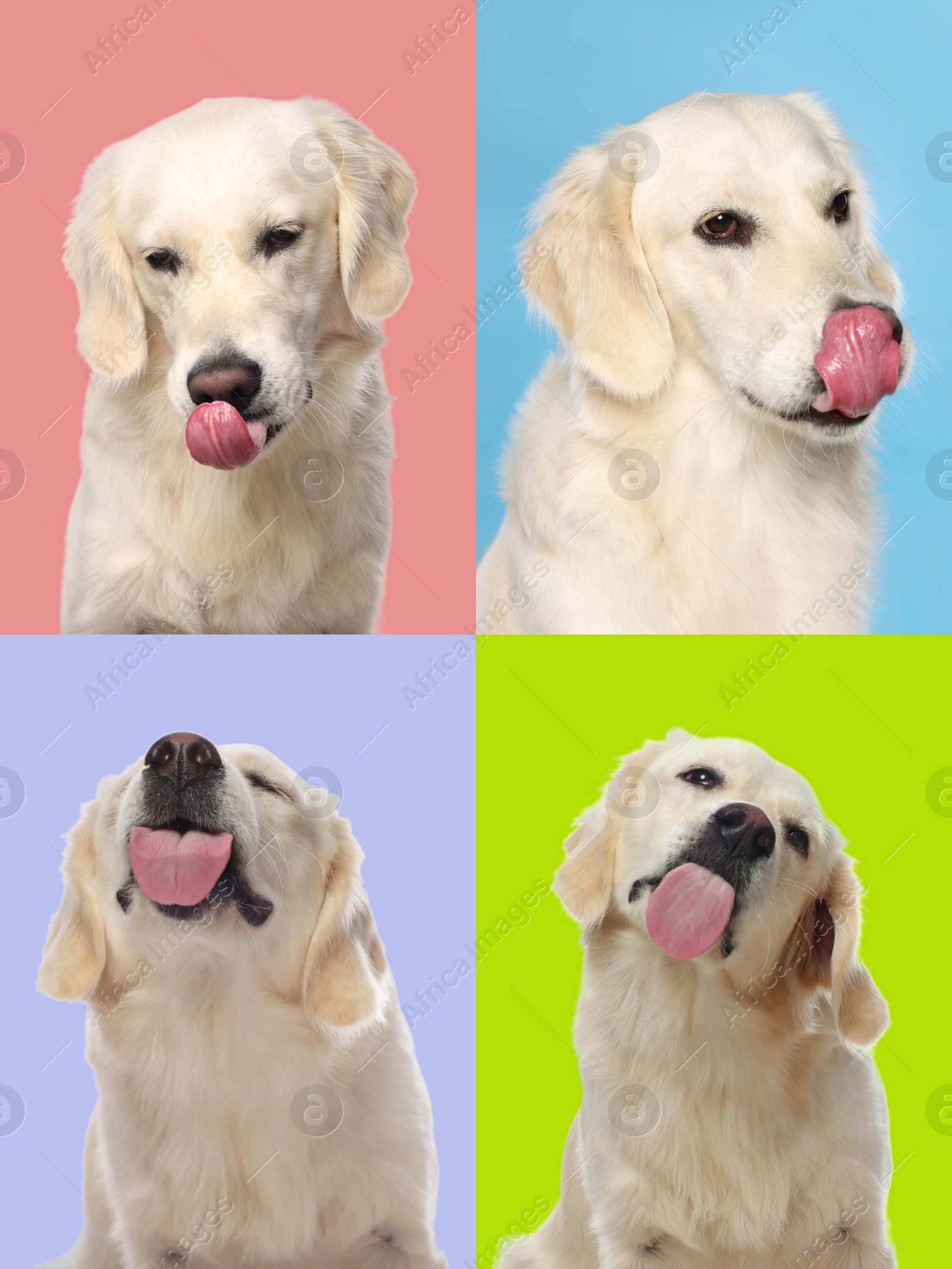 Image of Cute Labrador Retriever showing tongue, collection of photos on different colors backgrounds