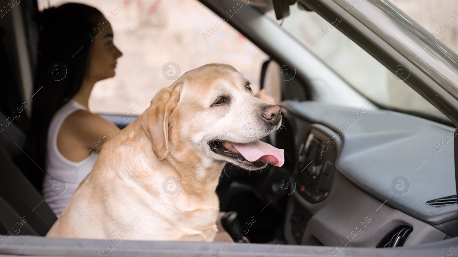 Photo of Funny Golden Labrador Retriever dog and young woman in modern car