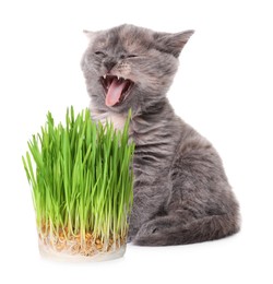 Image of Adorable kitten and fresh green grass on white background