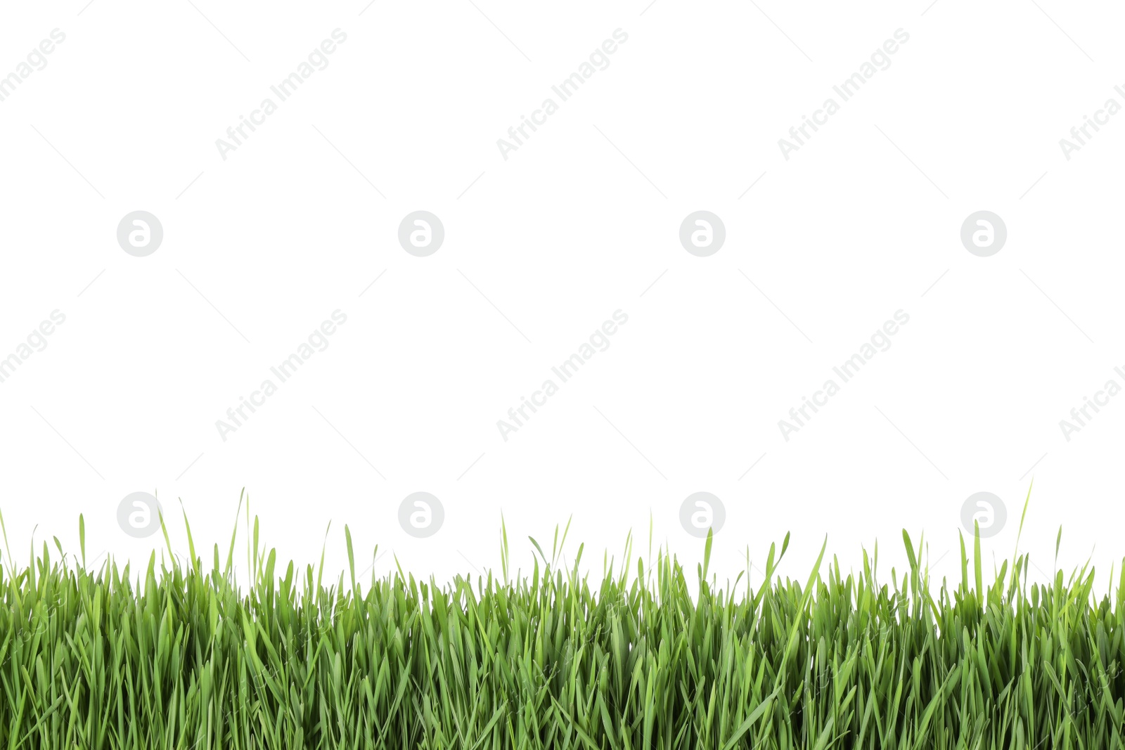 Photo of Fresh green grass on white background. Spring season