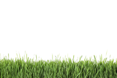 Photo of Fresh green grass on white background. Spring season