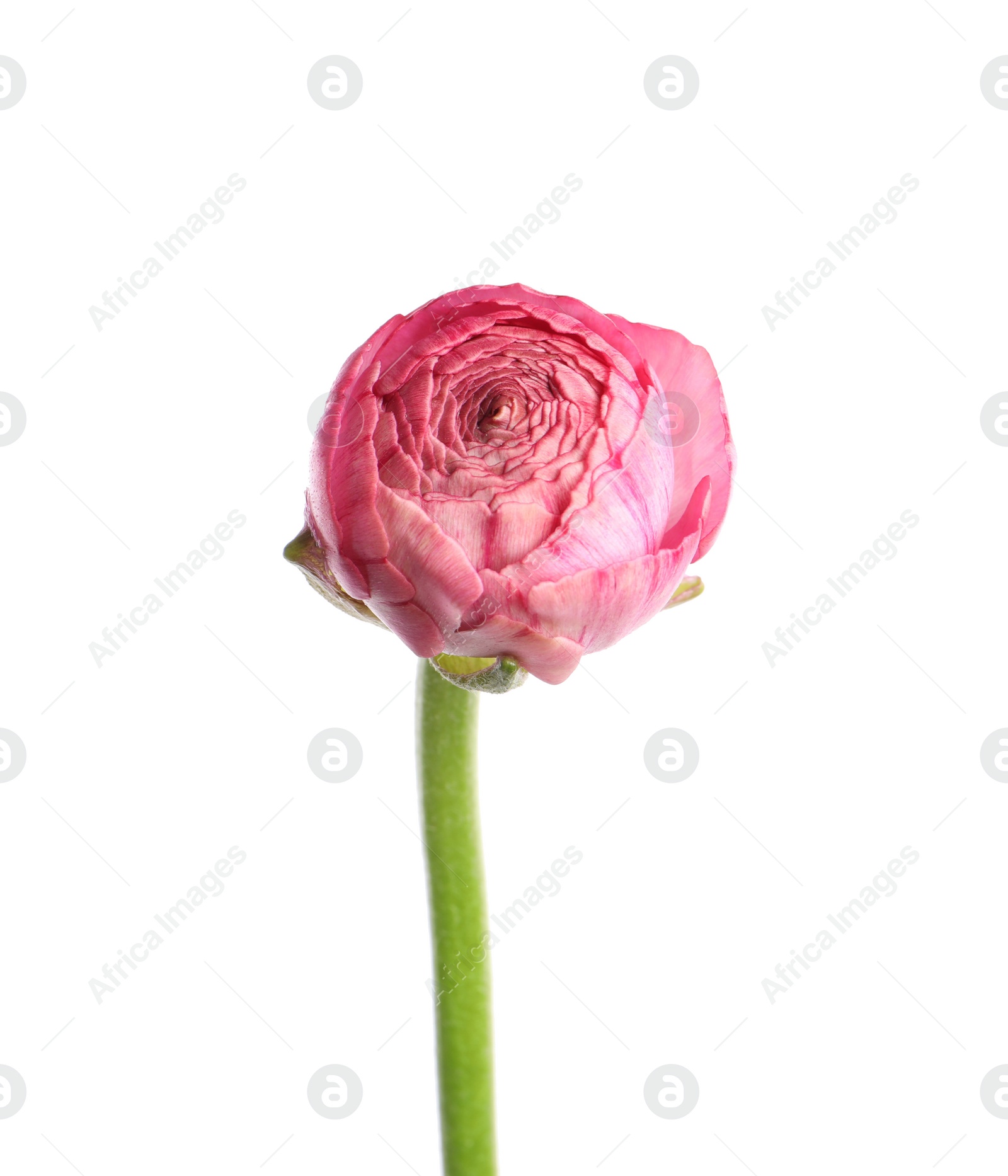 Photo of Beautiful fresh ranunculus flower isolated on white