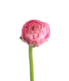 Photo of Beautiful fresh ranunculus flower isolated on white