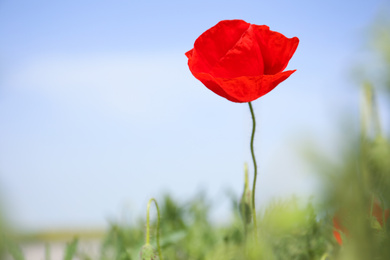 Photo of Blooming red poppy flower outdoors on spring day, closeup