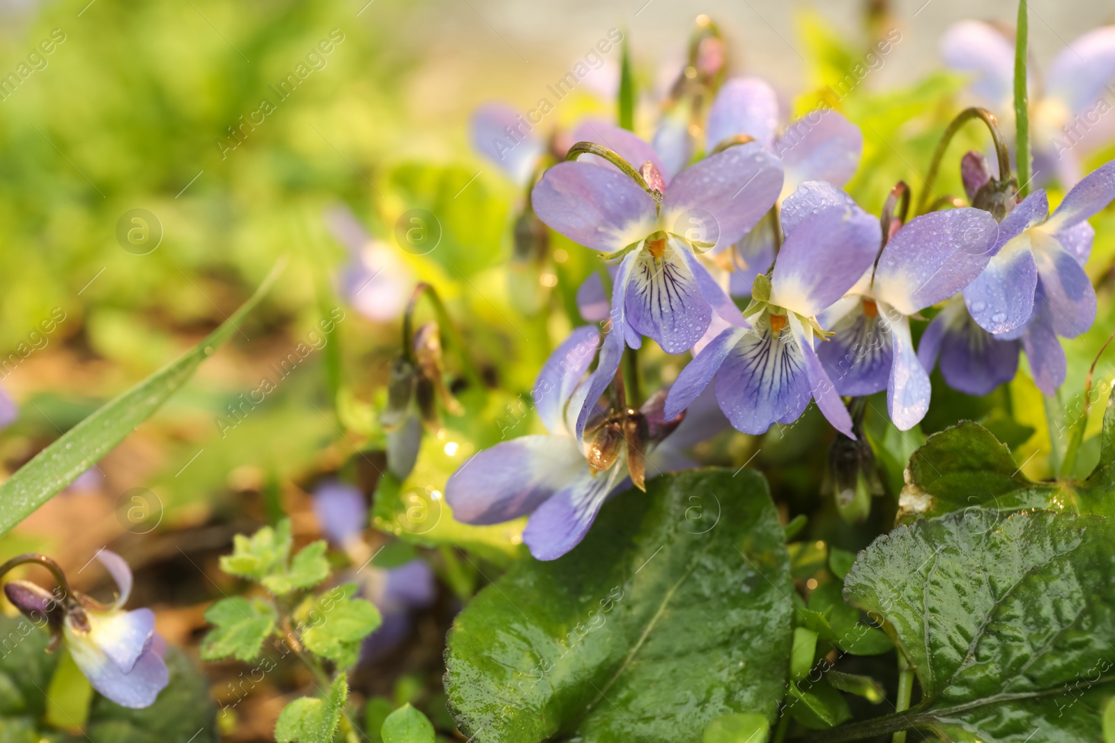 Photo of Beautiful wild violets blooming in forest, space for text. Spring flowers