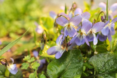 Beautiful wild violets blooming in forest, space for text. Spring flowers