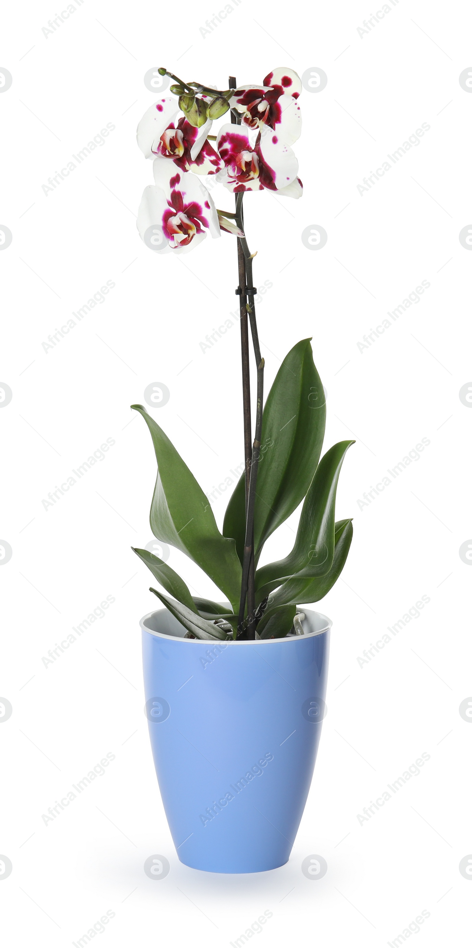 Photo of Beautiful tropical orchid flower in pot on white background