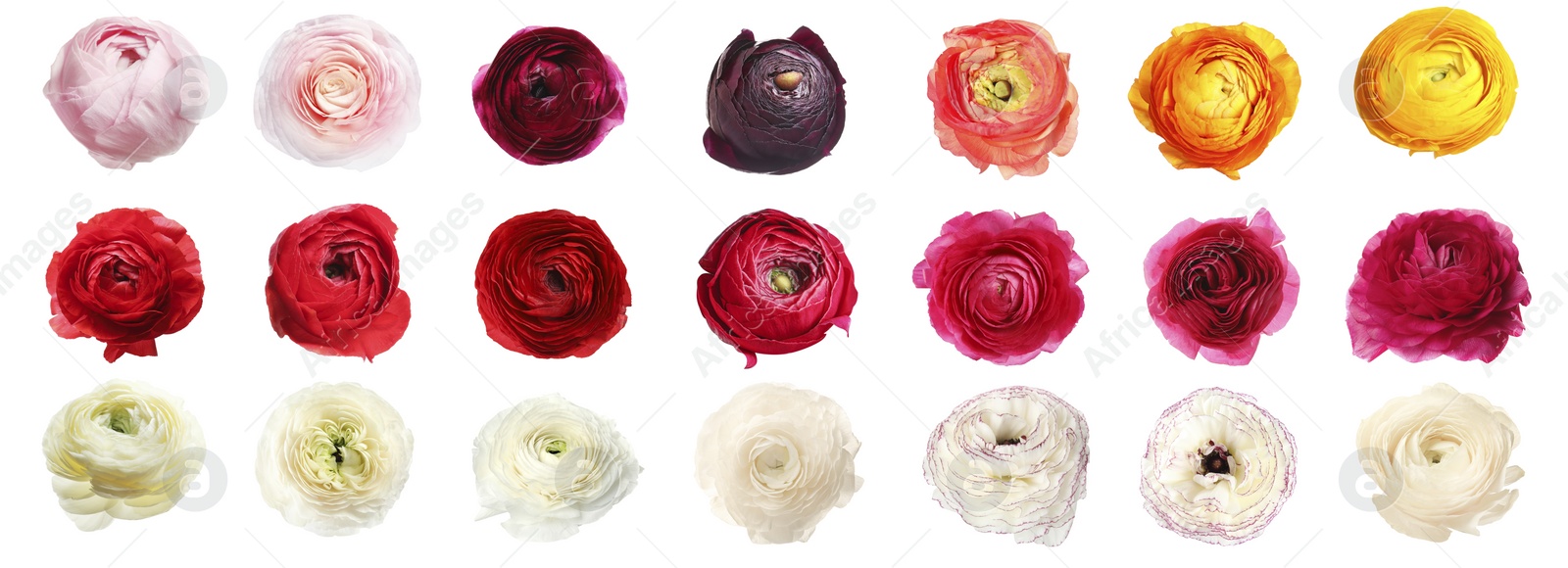 Image of Set with beautiful spring ranunculus flowers on white background, top view. Banner design