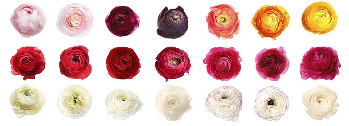 Image of Set with beautiful spring ranunculus flowers on white background, top view. Banner design