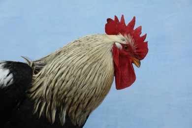 Big beautiful rooster on blue background. Domestic animal